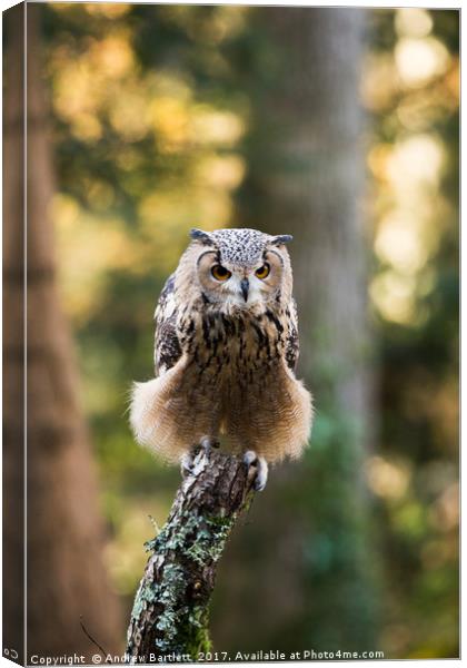 A Bengal Owl sitting on a tree branch. Canvas Print by Andrew Bartlett