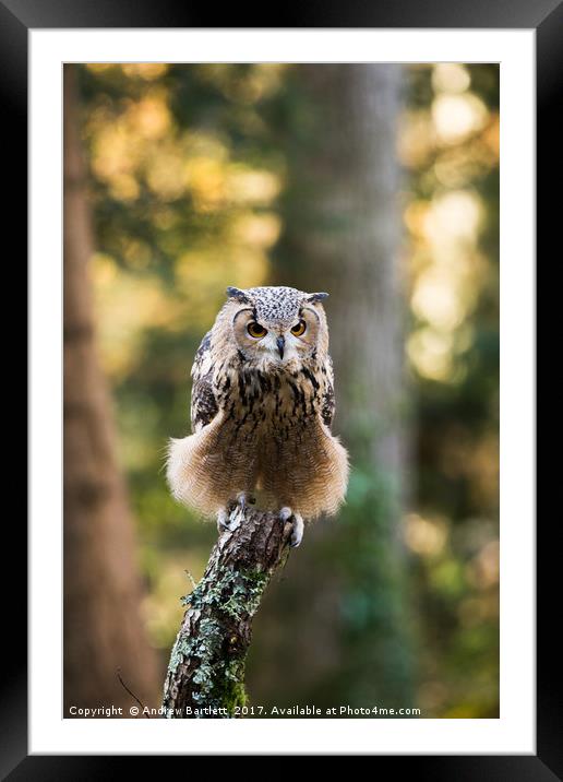 A Bengal Owl sitting on a tree branch. Framed Mounted Print by Andrew Bartlett