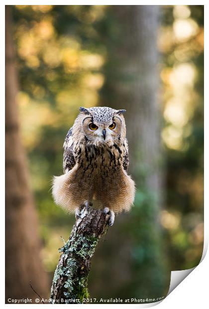A Bengal Owl sitting on a tree branch. Print by Andrew Bartlett
