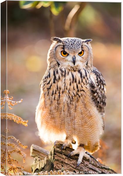 A Bengal Owl sitting among Autumn leaves. Canvas Print by Andrew Bartlett