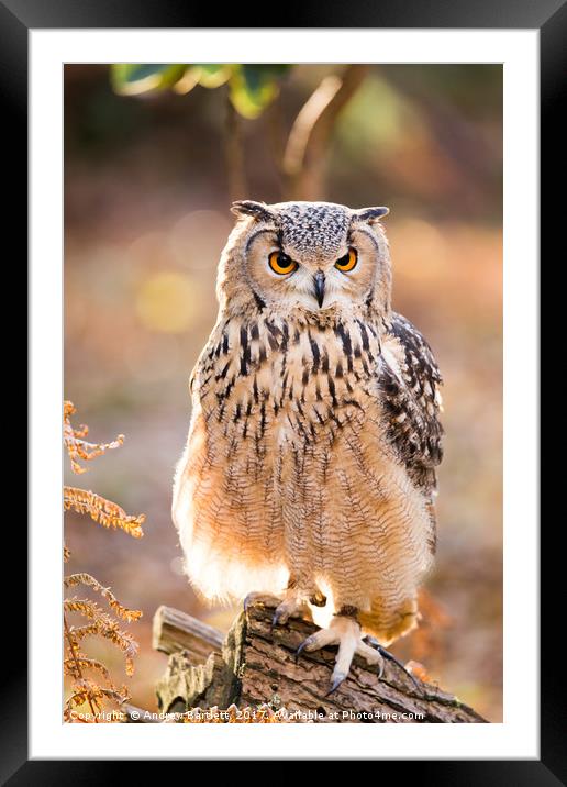 A Bengal Owl sitting among Autumn leaves. Framed Mounted Print by Andrew Bartlett
