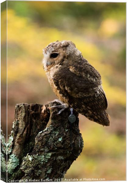 A Indian Scops Owl sitting in a tree. Canvas Print by Andrew Bartlett