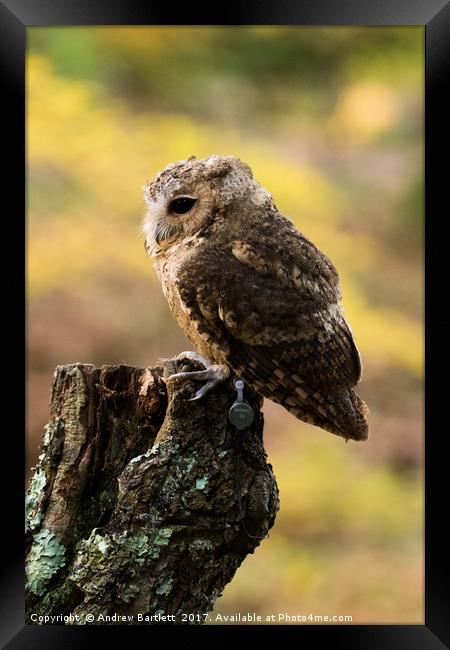 A Indian Scops Owl sitting in a tree. Framed Print by Andrew Bartlett