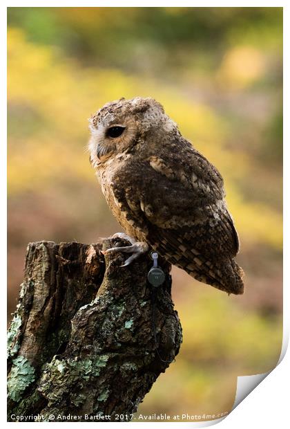 A Indian Scops Owl sitting in a tree. Print by Andrew Bartlett