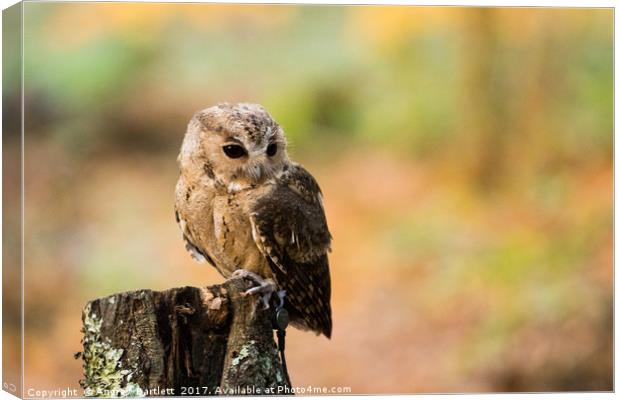 A Indian Scops Owl sitting in a tree. Canvas Print by Andrew Bartlett