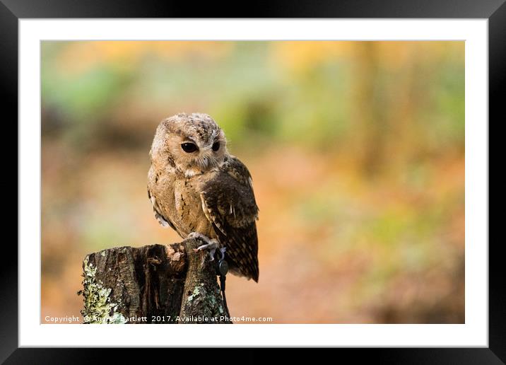 A Indian Scops Owl sitting in a tree. Framed Mounted Print by Andrew Bartlett