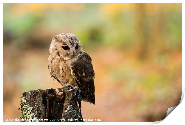 A Indian Scops Owl sitting in a tree. Print by Andrew Bartlett