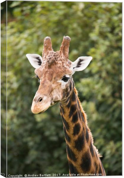 A Giraffe walking among the trees Canvas Print by Andrew Bartlett