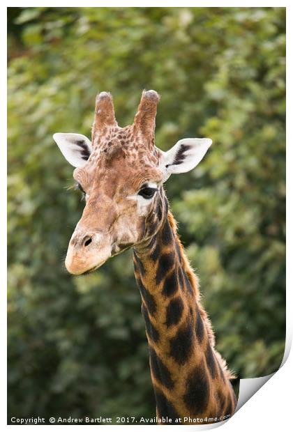A Giraffe walking among the trees Print by Andrew Bartlett