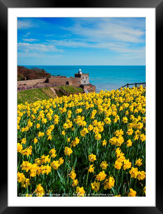 Daffodils at Sidmouth Jurassic Coast, Devon Framed Mounted Print by Paul F Prestidge