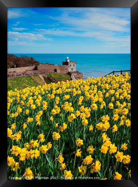 Daffodils at Sidmouth Jurassic Coast, Devon Framed Print by Paul F Prestidge