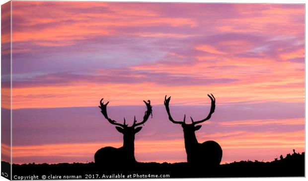 stags at sunset Canvas Print by claire norman
