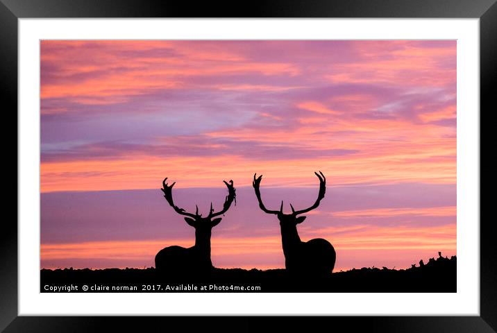 stags at sunset Framed Mounted Print by claire norman