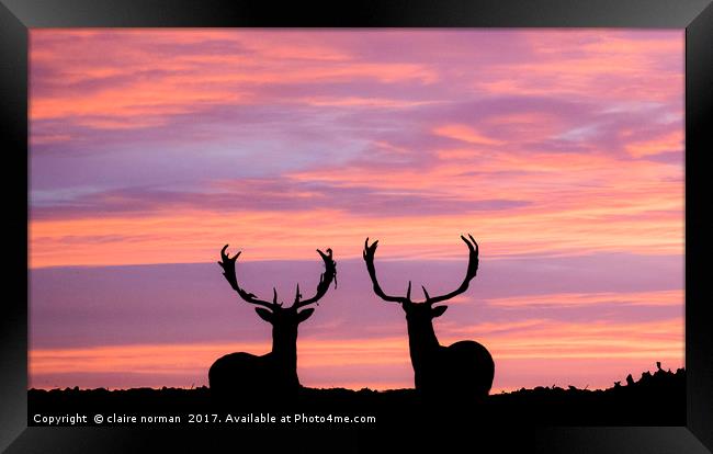 stags at sunset Framed Print by claire norman