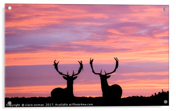 stags at sunset Acrylic by claire norman