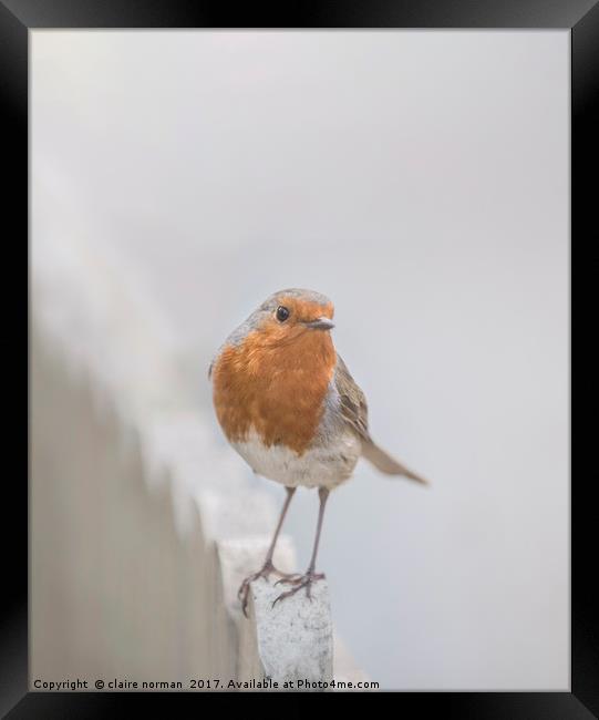 Robin in the snow Framed Print by claire norman