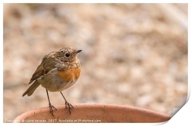 Baby robin Print by claire norman