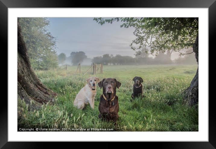 Dogs in the park Framed Mounted Print by claire norman