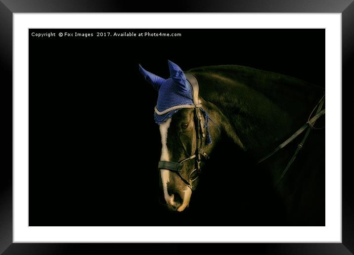 Horse portrait Framed Mounted Print by Derrick Fox Lomax