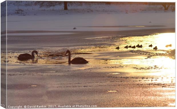 swans on Linlithgow Loch at sunset Canvas Print by Photogold Prints