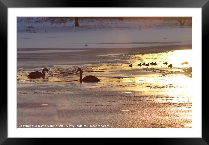 swans on Linlithgow Loch at sunset Framed Mounted Print by Photogold Prints