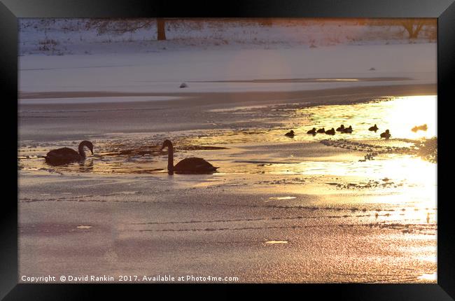 swans on Linlithgow Loch at sunset Framed Print by Photogold Prints