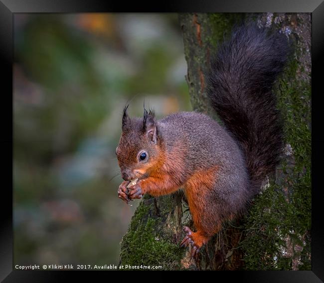 Red Squirrel Framed Print by Angela H
