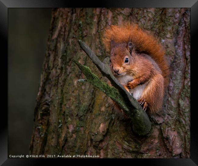 Red Squirrel Framed Print by Angela H
