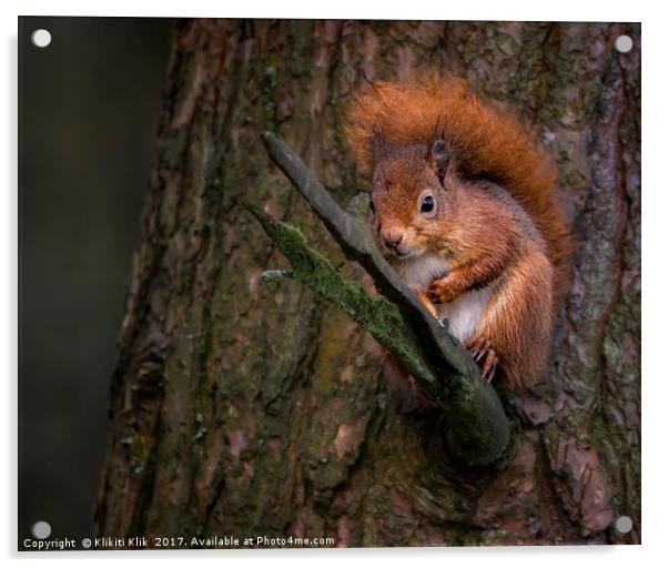 Red Squirrel Acrylic by Angela H