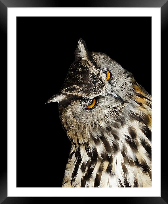 Owl Framed Mounted Print by David (Dai) Meacham