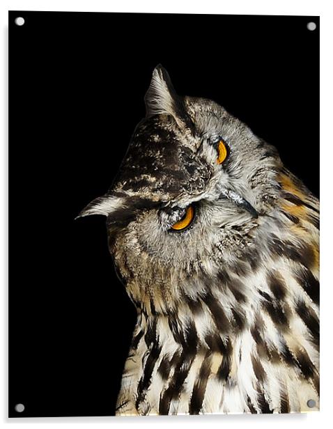 Owl Acrylic by David (Dai) Meacham