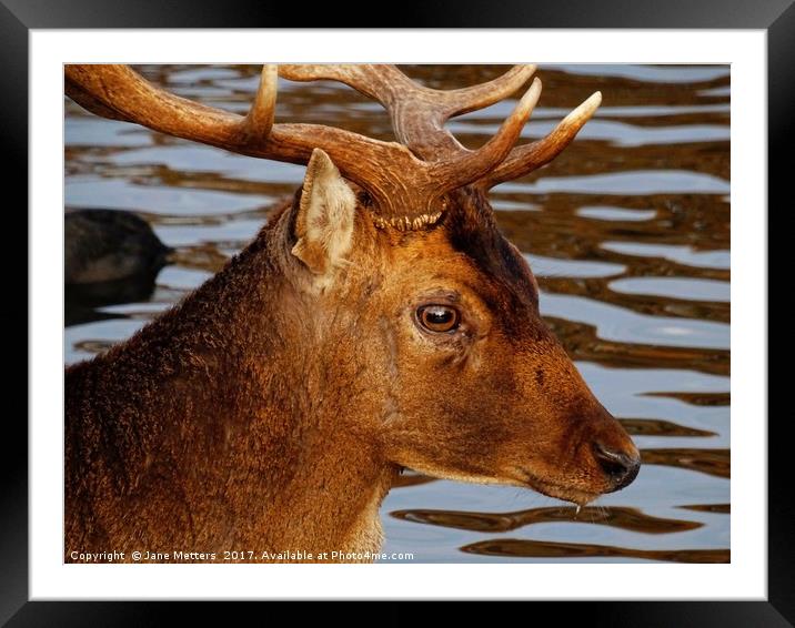            The Head Of A Deer             Framed Mounted Print by Jane Metters