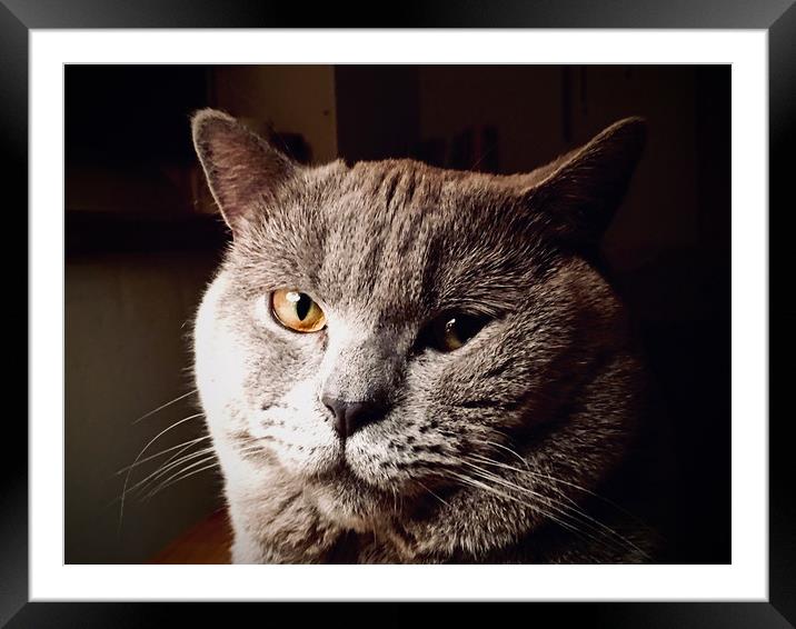 British Blue Shorthair Cat "Lunar" Framed Mounted Print by Darren Willmin