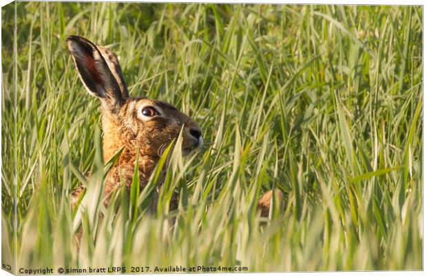 Wild hare close up in crop track Canvas Print by Simon Bratt LRPS