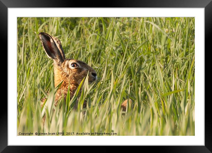 Wild hare close up in crop track Framed Mounted Print by Simon Bratt LRPS
