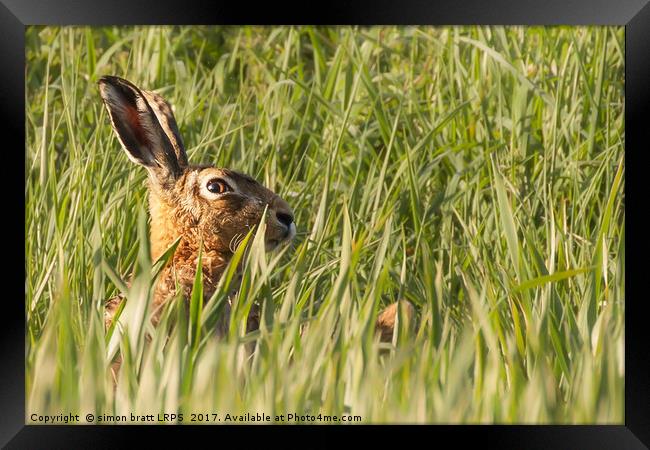Wild hare close up in crop track Framed Print by Simon Bratt LRPS