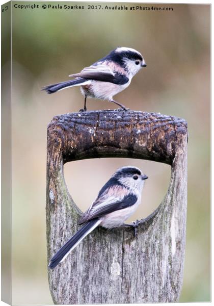 Long Tailed Tits in the Rain Canvas Print by Paula Sparkes