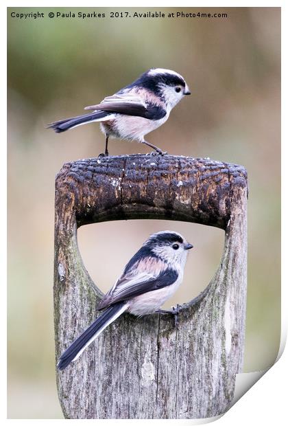 Long Tailed Tits in the Rain Print by Paula Sparkes