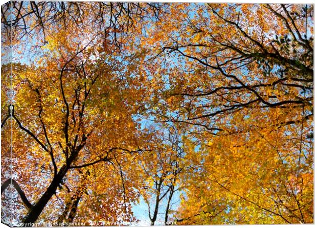 Looking up at autumn Canvas Print by Rosie Spooner