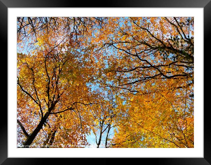 Looking up at autumn Framed Mounted Print by Rosie Spooner