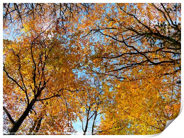 Looking up at autumn Print by Rosie Spooner