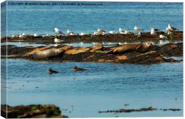 GULLS AND SEALS Canvas Print by andrew saxton
