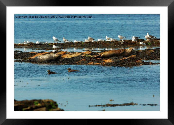 GULLS AND SEALS Framed Mounted Print by andrew saxton