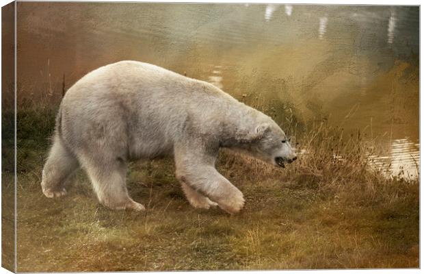 Polar Bear Canvas Print by Chantal Cooper