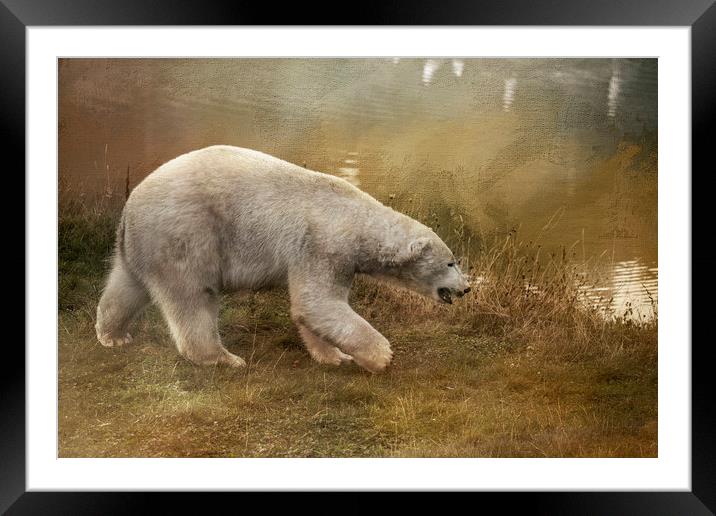 Polar Bear Framed Mounted Print by Chantal Cooper