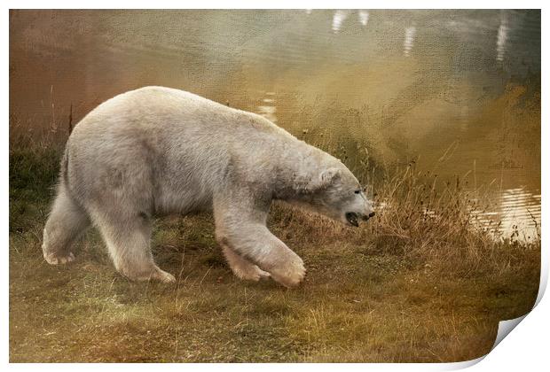 Polar Bear Print by Chantal Cooper