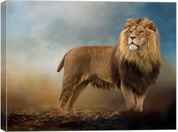 King of the Jungle Canvas Print by Chantal Cooper