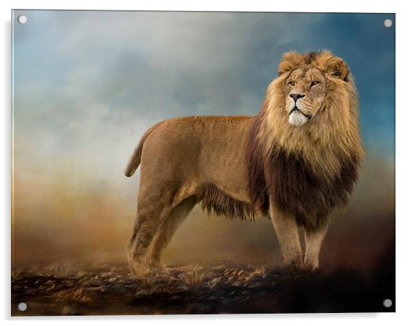 King of the Jungle Acrylic by Chantal Cooper