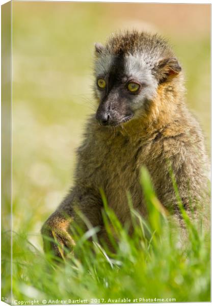 Red Fronted Lemur Canvas Print by Andrew Bartlett