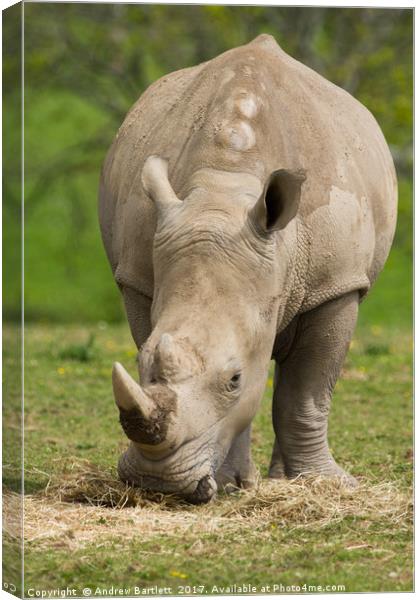 Southern White Rhino Canvas Print by Andrew Bartlett